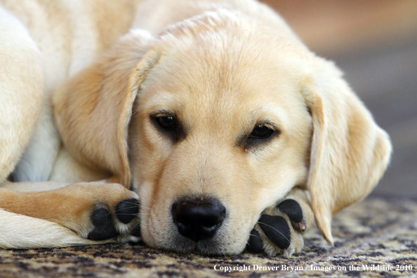 Yellow Labrador Retriever Puppy with toy