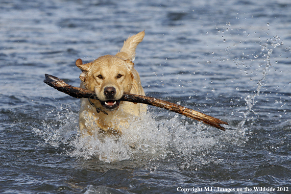 Yellow Labrador Retriever in water with stick. 