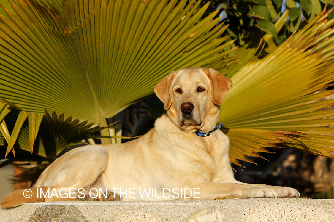 Yellow lab laying in front of foliage.