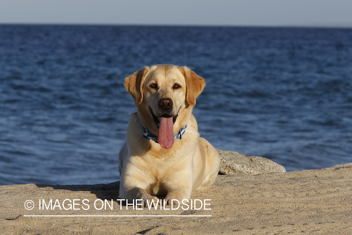 Yellow lab in front of ocean.