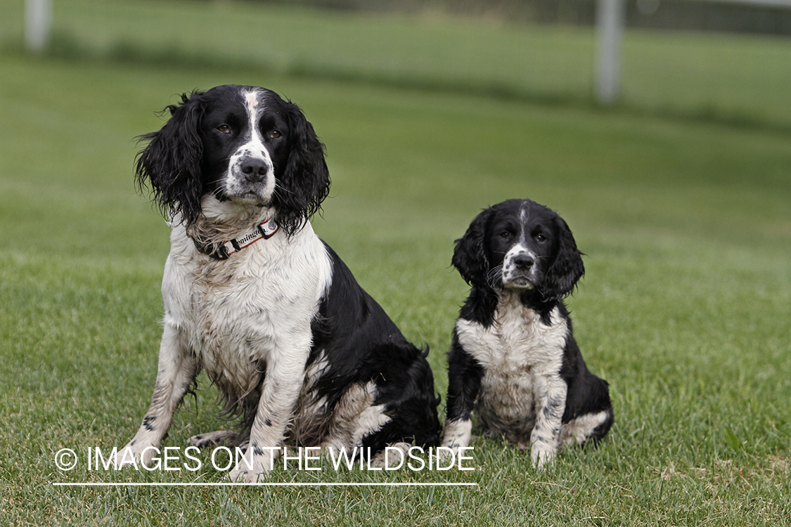 English Springer Spaniel with puppy.