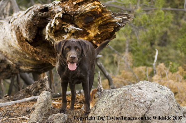 Chocolate labrador 