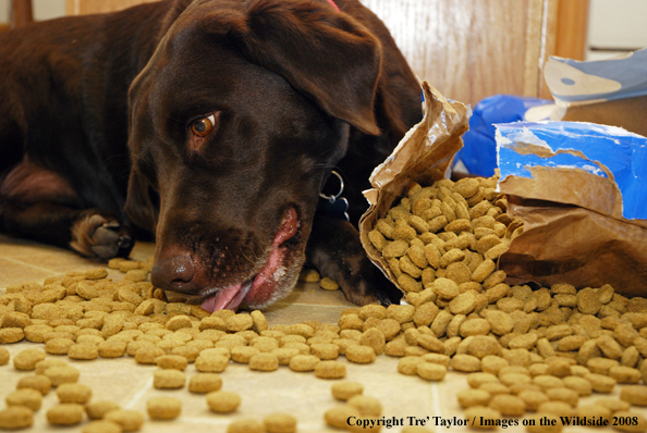 Chocolate Labrador Retriever 