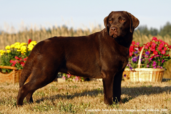 Chocolate Labrador Retriever