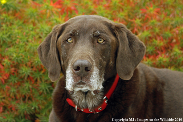 Chocolate Labrador Retriever