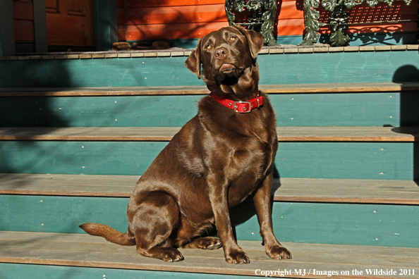 Chocolate Labrador Retriever.