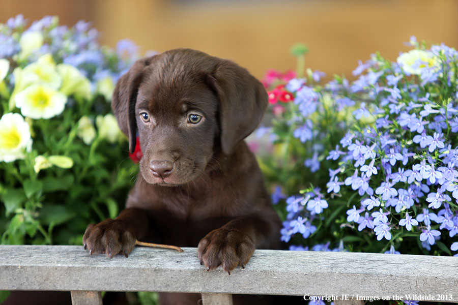 Chocolate Labrador Retriever puppy