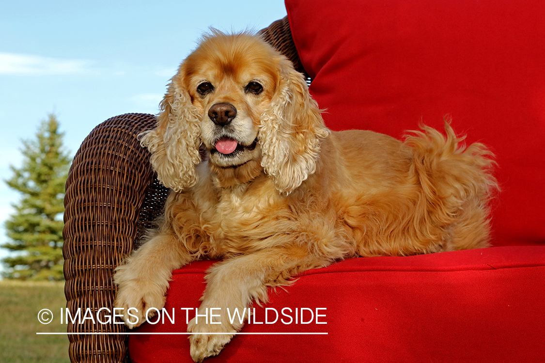 Cocker Spaniel on red wicker chair.