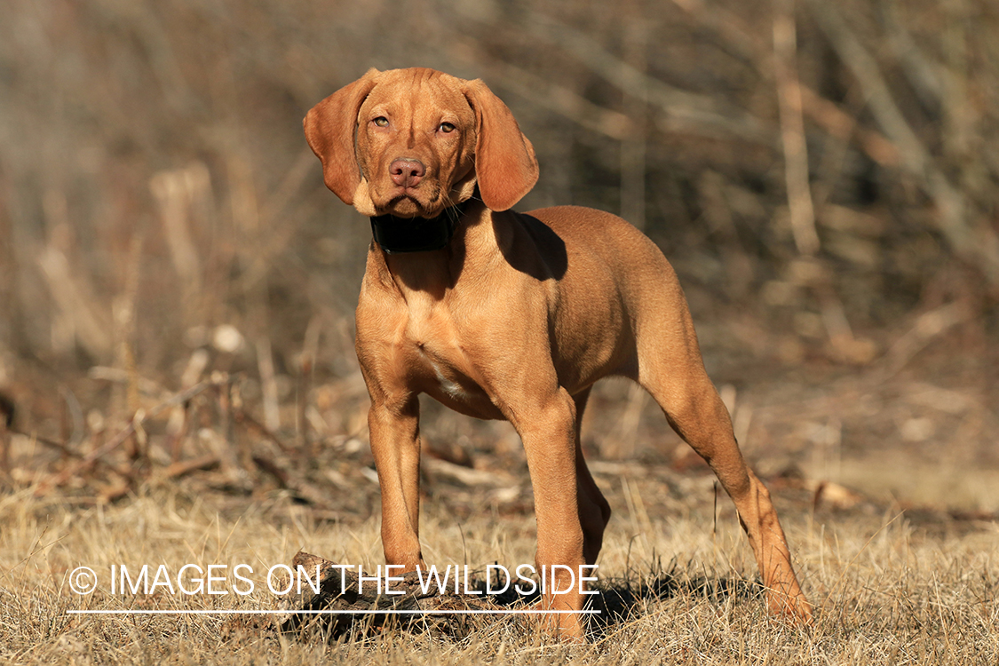 Vizsla in brush.