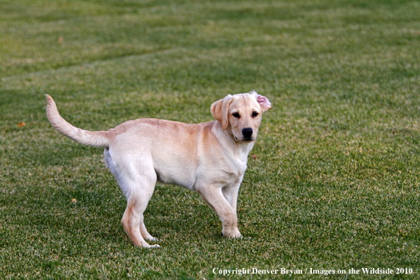 Yellow Labrador Retriever Puppy