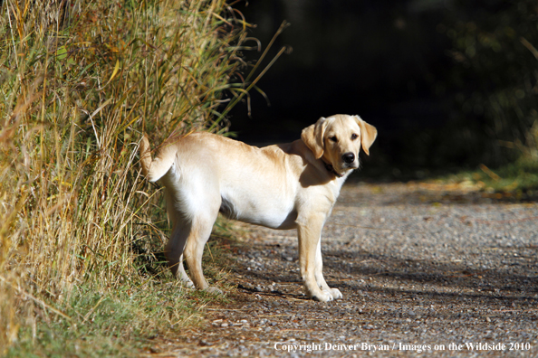 Yellow Labrador Retriever puppy