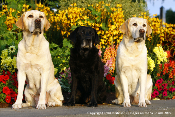 Multi-colored Labrador Retrievers 