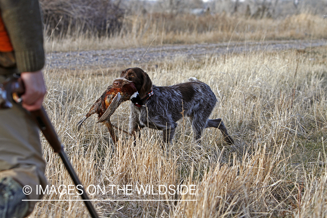 Pointing Griffon retrieving bagged pheasant.