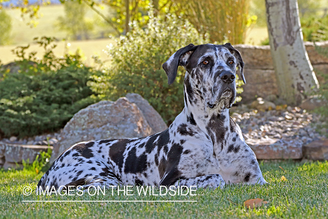 Great Dane in grass.