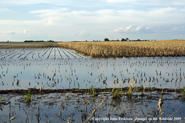 Flooded crop fields