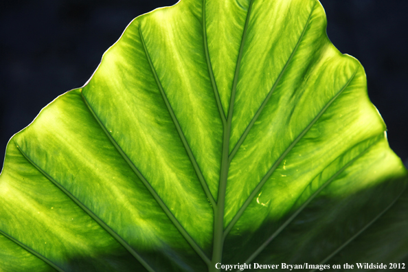 Vegetation close-up in Hawaii. 