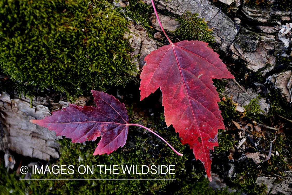 Maple leaves on mossy log.