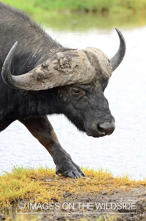 Cape Buffalo Bull in african habitat. 