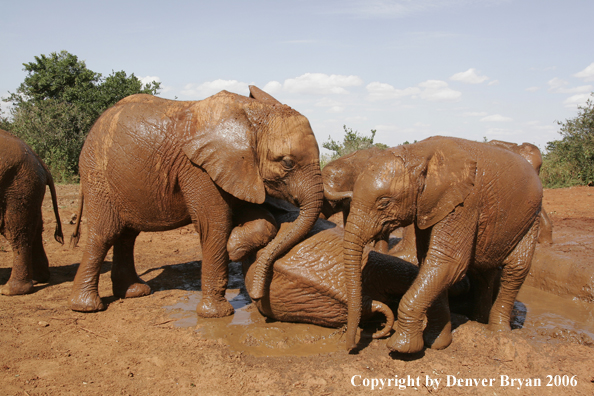 African Elephants