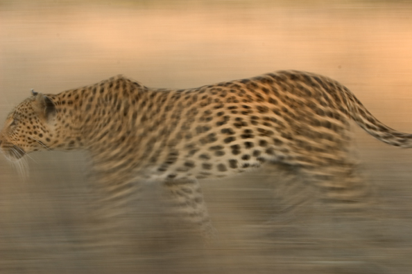 Leopard running/walking. Africa