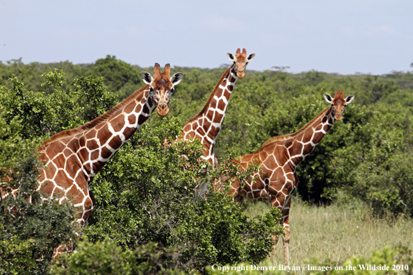 Reticulated Giraffe 