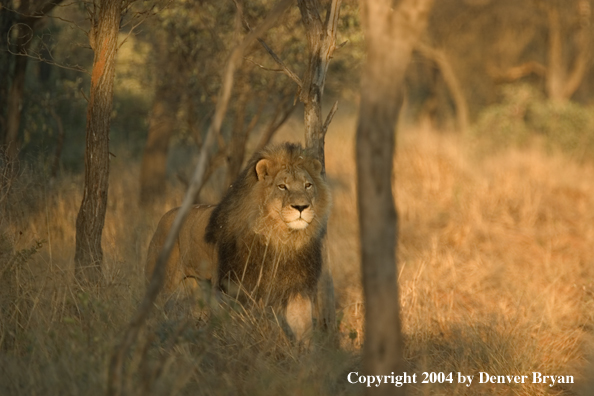 Male African lion in habitat. Africa