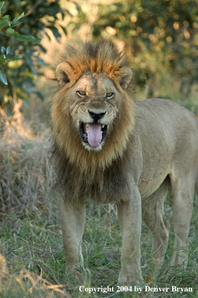 Male African Lion growling.