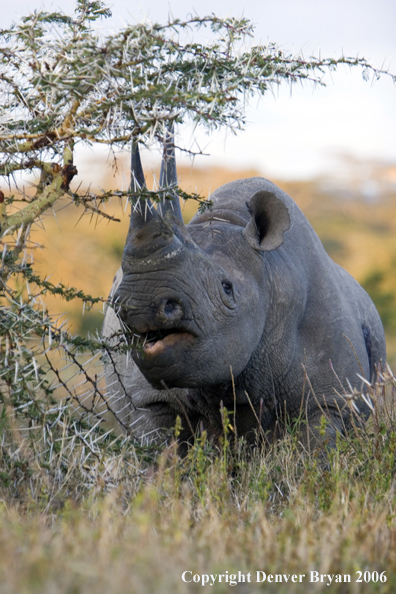 Black rhino in Africa.