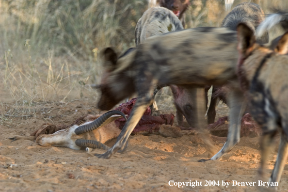 Pack of African Wild Dogs feeding on kill.