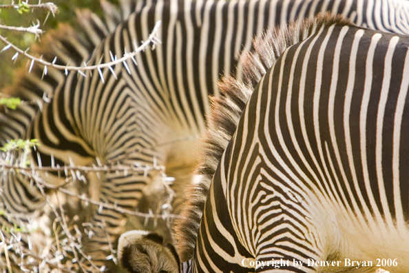 Grevy's Zebra