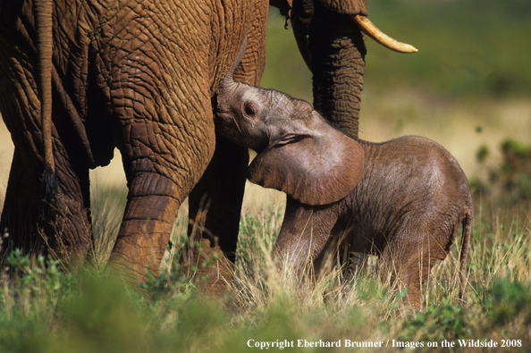 Baby Elephant nursing