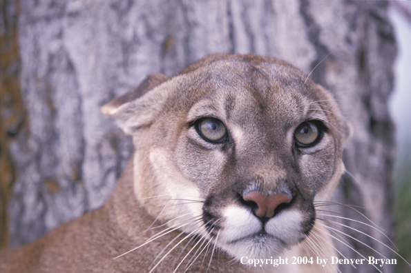 Mountain lion in habitat