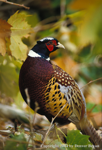 Ring-necked Pheasant amoungst fall leaves