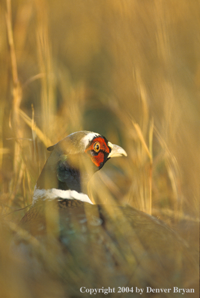 Ring-necked Pheasant 