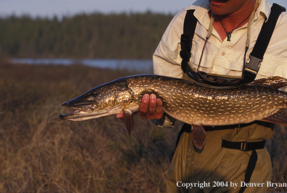 Flyfisherman with Northern Pike