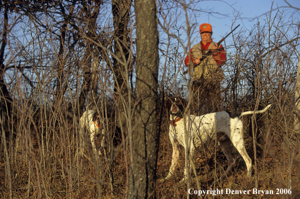 Upland game bird hunter with dogs hunting.