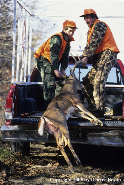 Father and son hunters dragging whitetail deer into truck.  