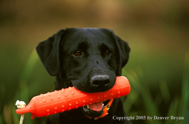 Black Labrador Retriever with training dummy