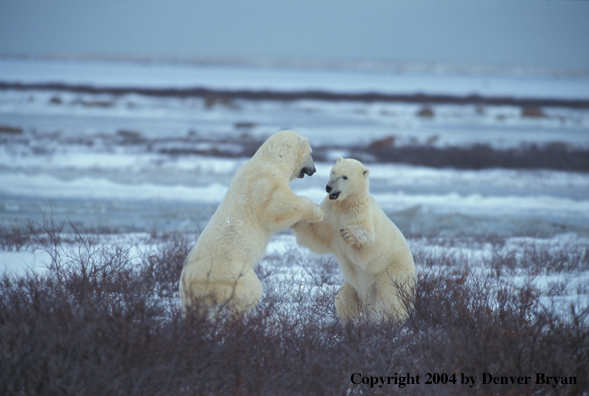 Polar Bears play fighting