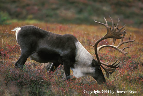 Caribou bull grazing.