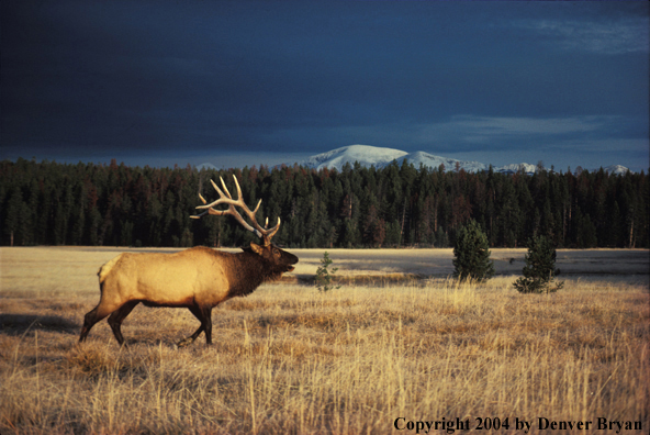 Bull elk bugling.