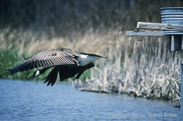 Canada goose in flight landing on water leaving nesting tube.