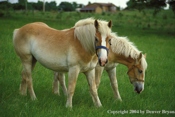 Belgian Draft horse and foal grazing in pasture.