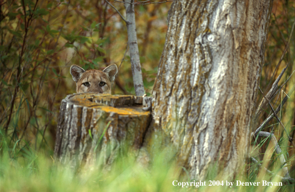 Mountain lion in habitat