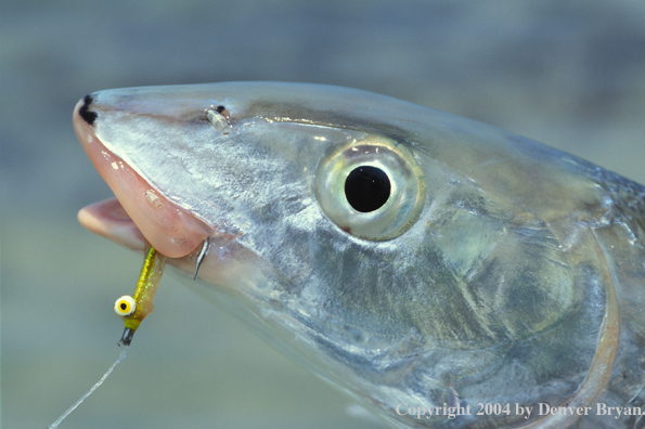 Bonefish.