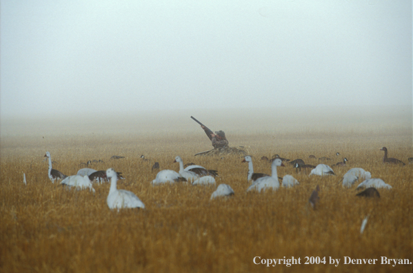 Waterfowl hunter aiming/shooting from blind.