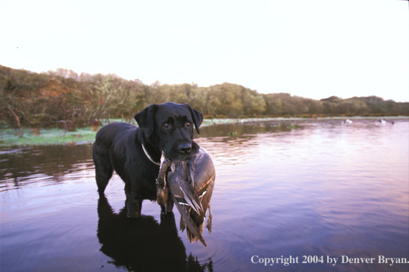 Black Labrador Retriever with pintail