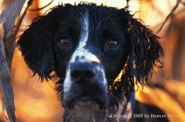 Springer spaniel 