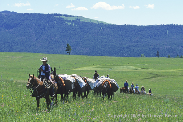 Horsepacking across mountain meadow.