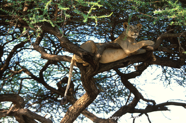 Female African lion in tree.  Africa